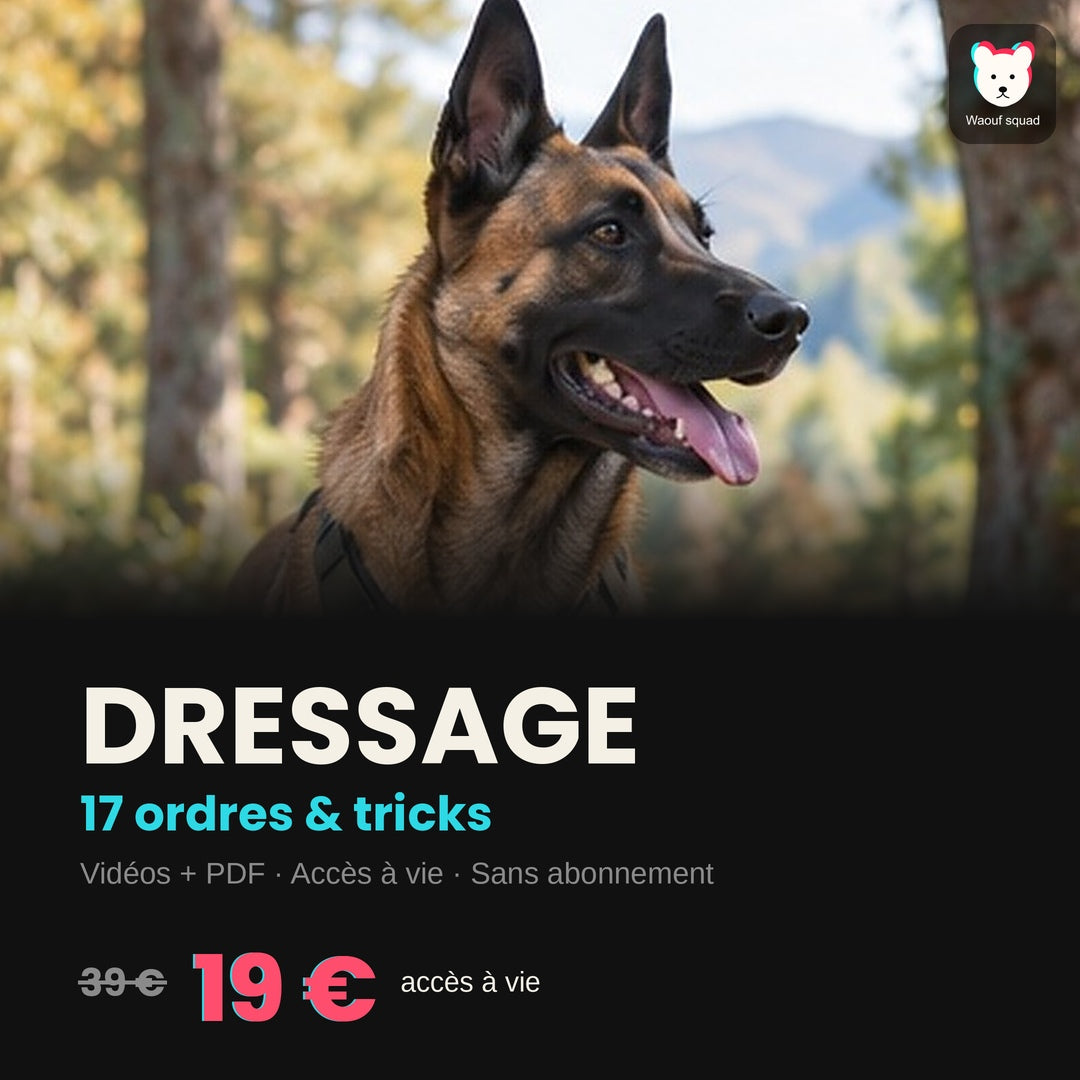 Dressage : formation en ligne pour éduquer son chien