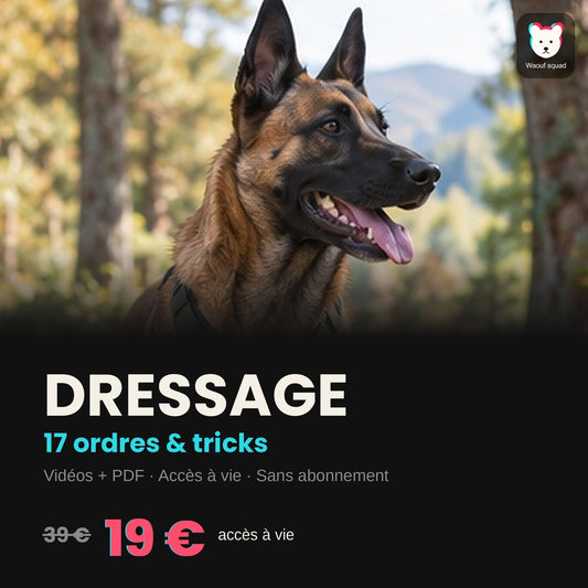 Dressage : formation en ligne pour éduquer son chien