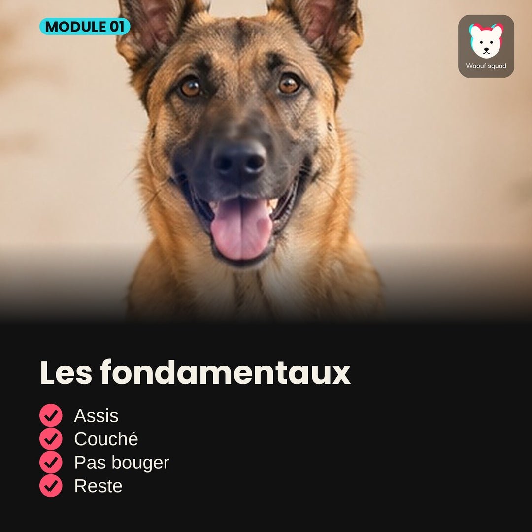 Module 1 : Les fondamentaux