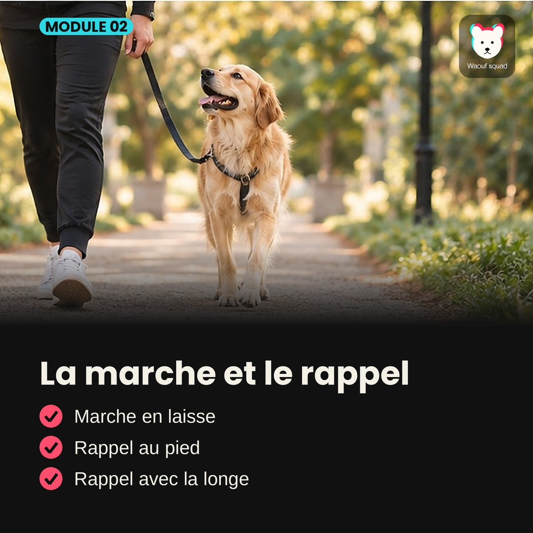 Module 2 : La marche et le rappel