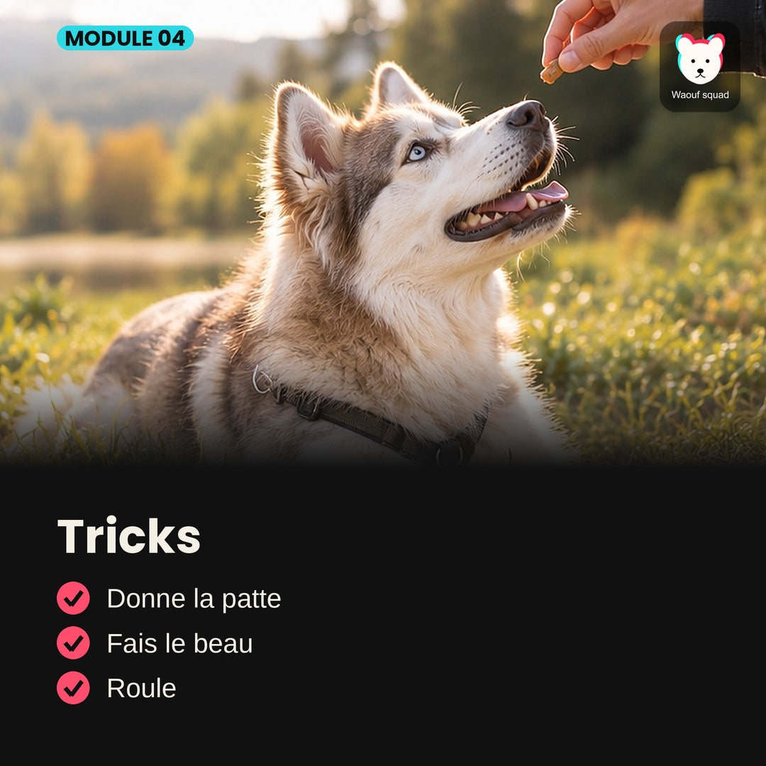 Module 4 : Tricks